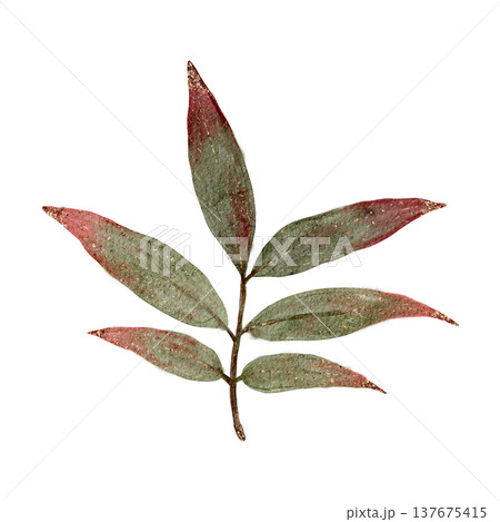 Handpainted Watercolor Eucalyptus Branch With Red Tips Designed For Seasonal Celebration Themes Handpainted Watercolor Eucalyptus Branch With Red Tips Designed For Seasonal Celebration Themes 137675415