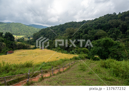 Rice terraces along Pha Dok Siew trail in Doi Inthanon Thailand surrounded by tropical rainforest. Scenic agricultural landscape showing traditional farming in mountain valley. 137677232