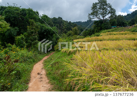 Rice terraces along Pha Dok Siew trail in Doi Inthanon Thailand surrounded by tropical rainforest. Scenic agricultural landscape showing traditional farming in mountain valley. Rice terraces along Pha Dok Siew trail in Doi Inthanon Thailand surrounded by tropical rainforest. Scenic agricultural landscape showing traditional farming in mountain valley. 137677236