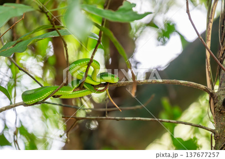 Green pit viper Trimeresurus sp. coiled on tree branch in tropical forest of Doi Inthanon Thailand. Venomous arboreal snake with red eyes waiting for prey in lush jungle habitat. Green pit viper Trimeresurus sp. coiled on tree branch in tropical forest of Doi Inthanon Thailand. Venomous arboreal snake with red eyes waiting for prey in lush jungle habitat. 137677257