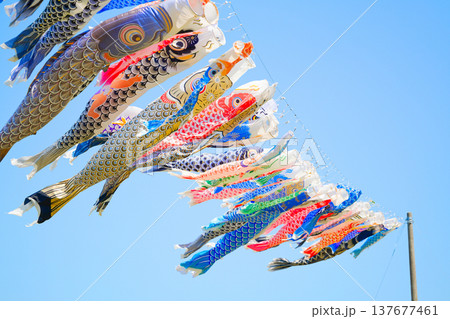 鯉のぼり 137677461