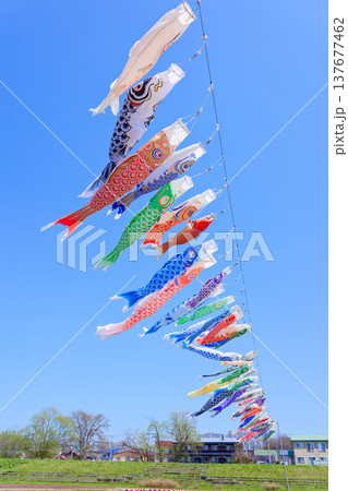鯉のぼり 137677462