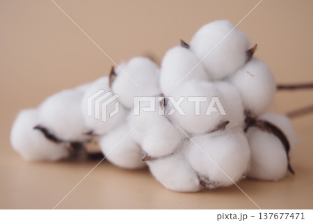 Cotton plant close-up with fluffy white bolls on display 137677471