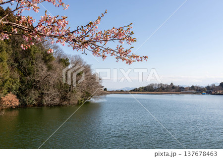 春の鳴沢湖　群馬県高崎市 137678463