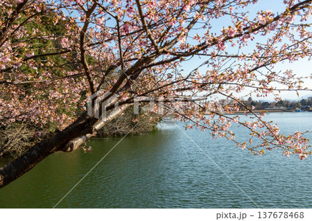 春の鳴沢湖 群馬県高崎市 春の鳴沢湖 群馬県高崎市 137678468