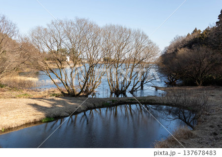 鳴沢湖の野鳥公園 群馬県高崎市 鳴沢湖の野鳥公園 群馬県高崎市 137678483