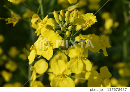菜の花 春景色 137678487