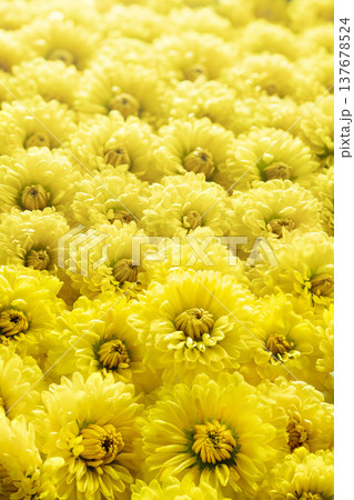 黄色い小菊 137678524