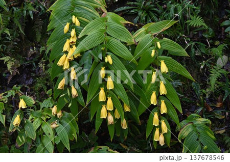 紀伊半島に自生する長く垂れ下がった葉の上に並んで咲いている黄色の花が綺麗なキイジョウロウホトトギス 137678546