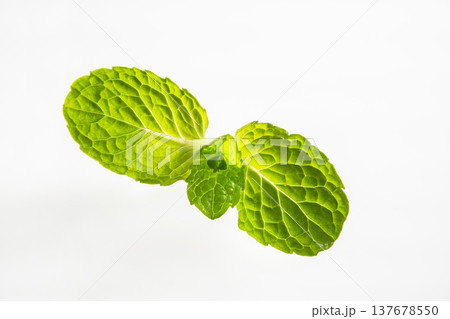 新鮮なミントの葉  137678550