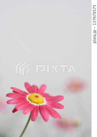 マーガレット 137678575