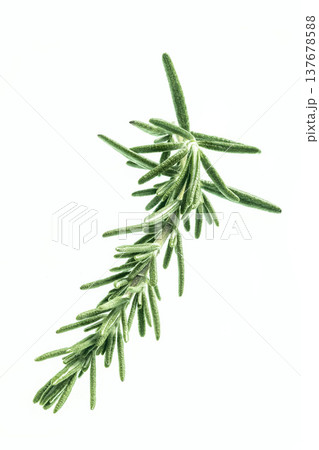 新鮮なローズマリーの枝 137678588