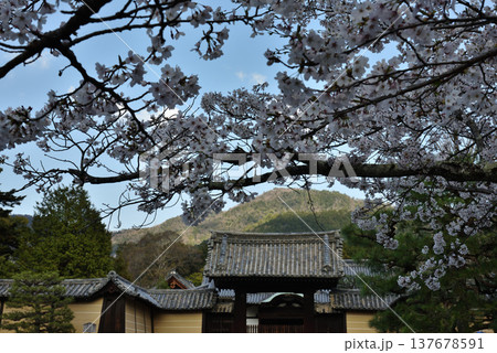大本山随心院　薬医門とサクラ(京都市山科区) 137678591