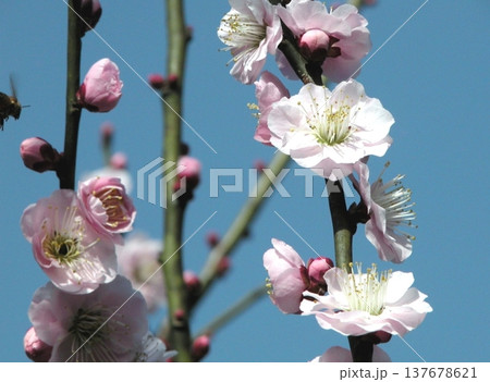 満開の農林公園の白梅 紅梅(2015.3.17) 春を迎える 137678621