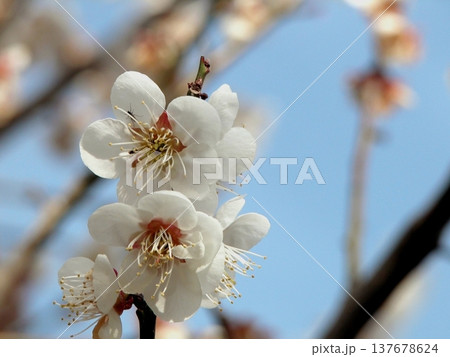 満開の白梅 紅梅(2015.3.17) 春を迎えた農林公園 137678624