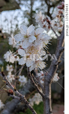 サクランボの花と枝 サクランボの花と枝 137678643