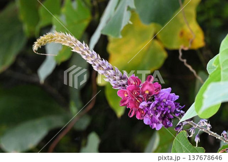 日本国内至る所で見られる下の花が淡紫色に上の花が紅色の立ち上がった総状花序が綺麗なクズ 137678646
