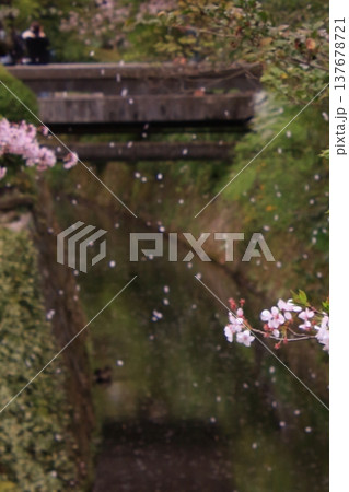 京都　哲学の道の桜風景 137678721