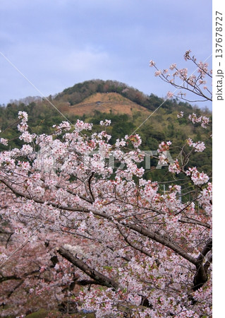 京都　哲学の道の桜風景 137678727