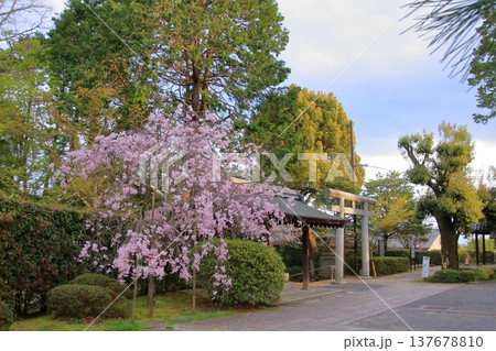 京都　宗忠神社の桜風景 137678810