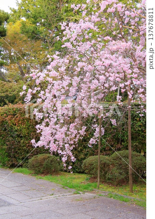 京都　宗忠神社の桜風景 137678811