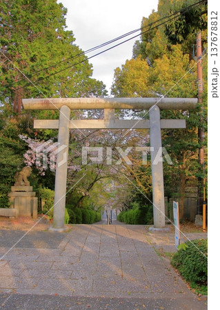 京都　宗忠神社の桜風景 137678812