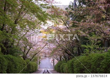 京都 宗忠神社の桜風景 京都 宗忠神社の桜風景 137678814