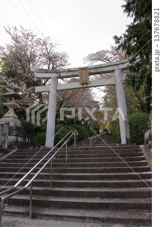 京都　宗忠神社の桜風景 137678821
