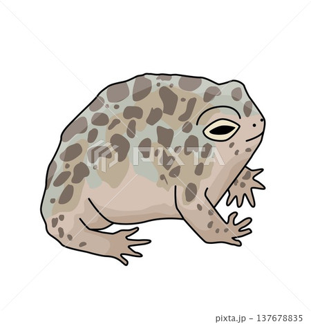 Desert rain frog. Vector isolated illustration on the white background 137678835