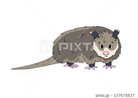 Cute cartoon opossum with fluffy fur isolated on white background vector art design. Hand drawn illustration 137678837