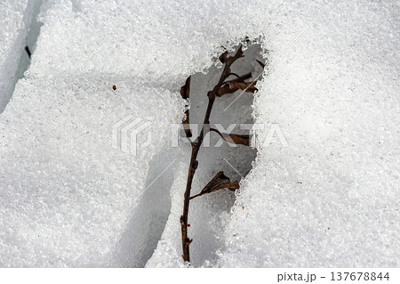 Fragile dry plant stem emerges from soft, melting snow. A beautiful macro shot of early spring's subtle thaw and nature's quiet resilience Fragile dry plant stem emerges from soft, melting snow. A beautiful macro shot of early spring's subtle thaw and nature's quiet resilience 137678844
