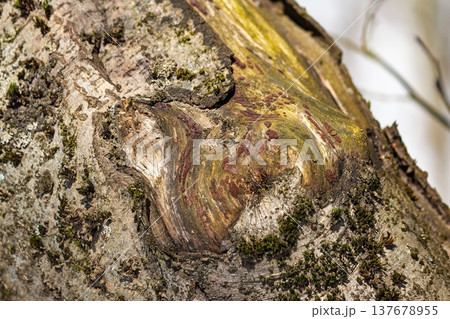 Weathered tree bark, close-up. Raw nature's abstract art: a textured tapestry of rugged patterns, earthy moss, and rich organic colors. Authentic forest detail Weathered tree bark, close-up. Raw nature's abstract art: a textured tapestry of rugged patterns, earthy moss, and rich organic colors. Authentic forest detail 137678955