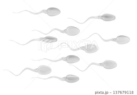 Sperm cells. 3d rendering Sperm cells. 3d rendering 137679118