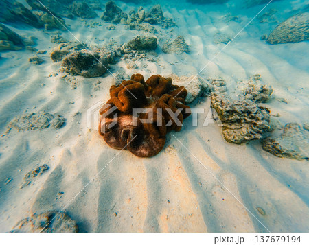 a giant actinia in its natural habitat 137679194