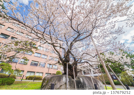 「岩手県」満開の石割桜　盛岡市 137679252