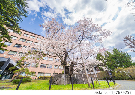 「岩手県」満開の石割桜　盛岡市 137679253