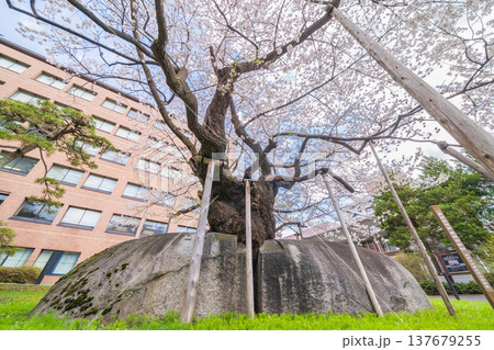 「岩手県」満開の石割桜　盛岡市 137679255