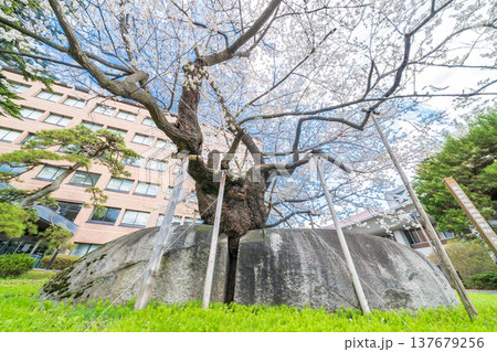 「岩手県」満開の石割桜　盛岡市 137679256