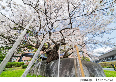 「岩手県」満開の石割桜　盛岡市 137679258