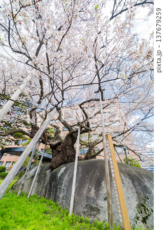 「岩手県」満開の石割桜 盛岡市 「岩手県」満開の石割桜 盛岡市 137679259