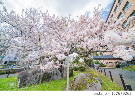 「岩手県」満開の石割桜　盛岡市 137679262