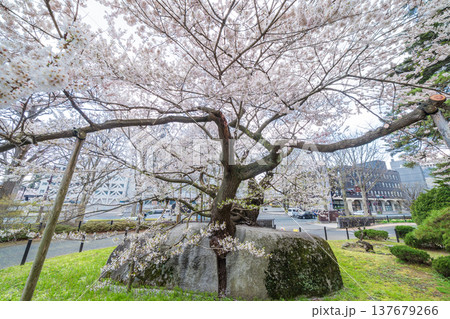 「岩手県」満開の石割桜 盛岡市 「岩手県」満開の石割桜 盛岡市 137679266