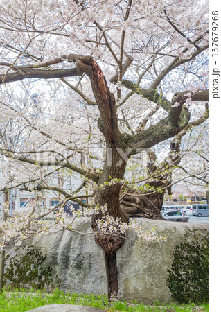 「岩手県」満開の石割桜 盛岡市 「岩手県」満開の石割桜 盛岡市 137679268