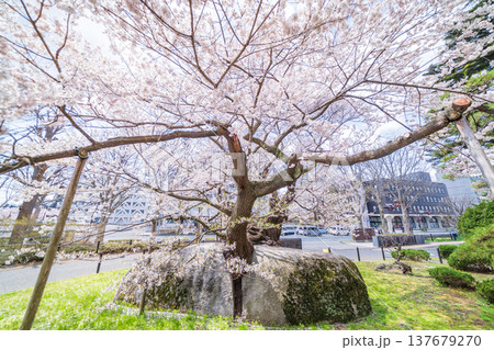 「岩手県」満開の石割桜 盛岡市 「岩手県」満開の石割桜 盛岡市 137679270