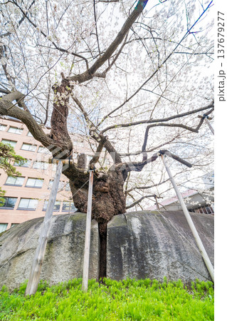 「岩手県」満開の石割桜 盛岡市 「岩手県」満開の石割桜 盛岡市 137679277