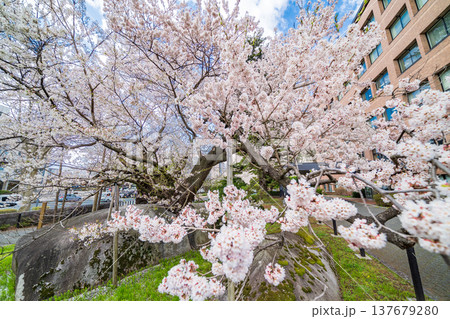 「岩手県」満開の石割桜 盛岡市 「岩手県」満開の石割桜 盛岡市 137679280