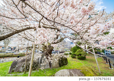 「岩手県」満開の石割桜　盛岡市 137679281