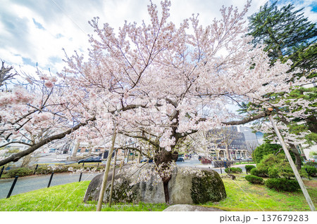 「岩手県」満開の石割桜　盛岡市 137679283