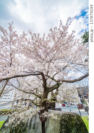 「岩手県」満開の石割桜　盛岡市 137679284