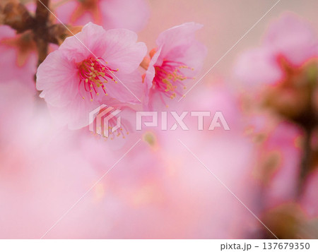 春らしさ背景 春らしさ背景 137679350
